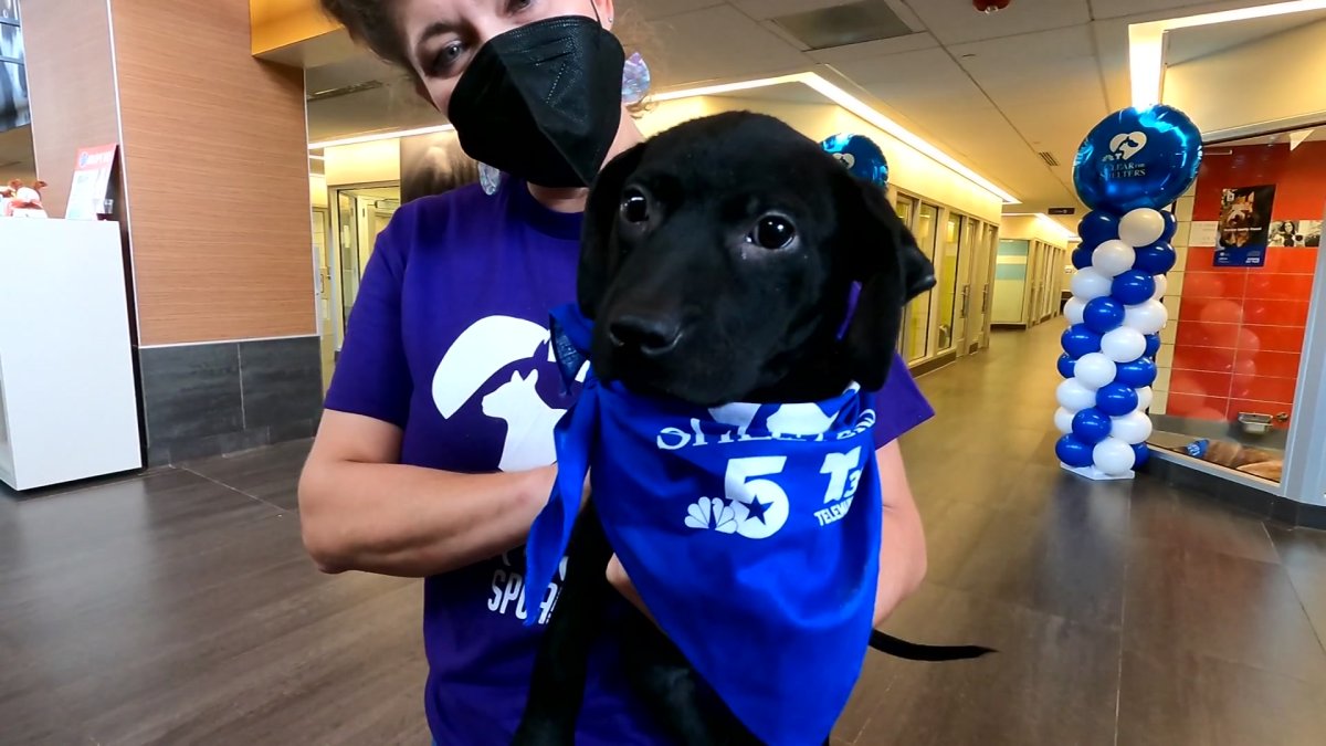 Clear the Shelters Event Highlights Texas Pet Adoptions – NBC 5 Dallas-Fort Worth - Vimarsana News