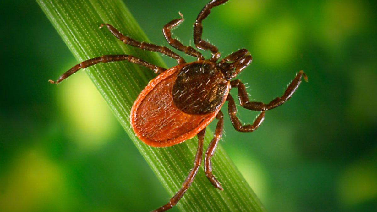 Major Test of Possible Lyme Vaccine Underway – NBC 5 Dallas-Fort Worth - Vimarsana News