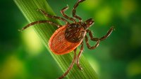 Long-Awaited Major Test of Possible Lyme Vaccine is Now Underway