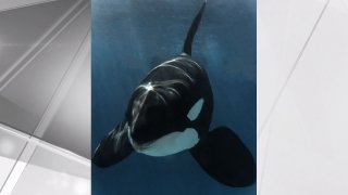 Nakai, an orca whale born at SeaWorld San Diego in 2001, died on Aug. 4, 2022.