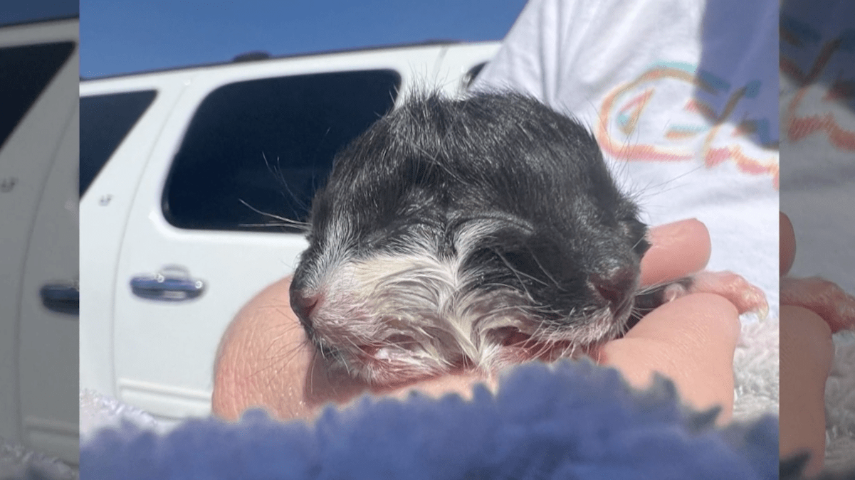 Kitten Born With Two Heads in Arkansas Named After Two-faced 'Batman' Villian – NBC 5 Dallas-Fort Worth - Vimarsana News