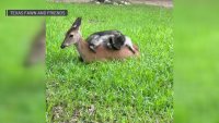 Orphaned Raccoon and Deer Fawn Share Hugs, Form Friendship on Parker County Farm