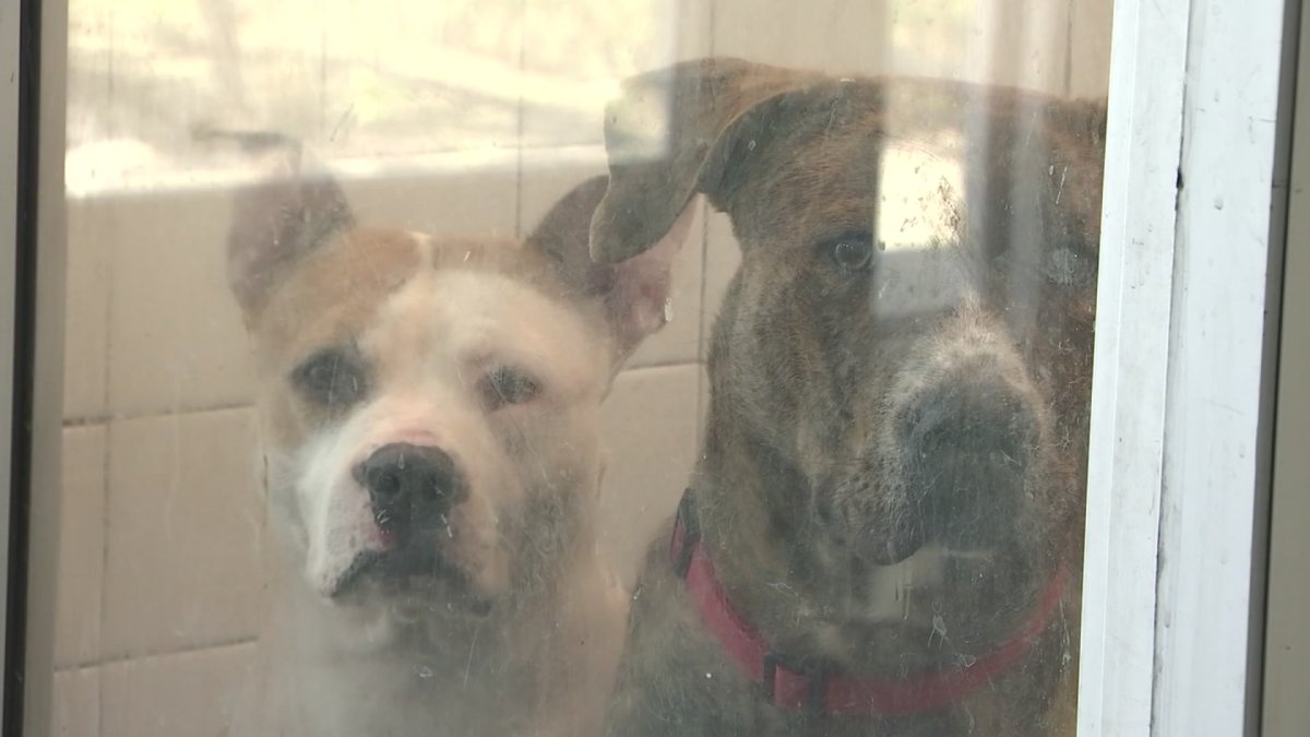Adoptions Needed as North Texas Clears the Shelters – NBC 5 Dallas-Fort Worth - Vimarsana News