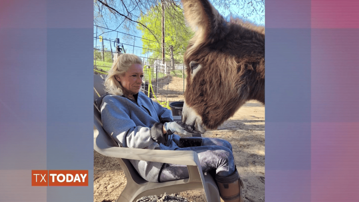 Help Support A Donkey Therapy Sanctuary – NBC 5 Dallas-Fort Worth