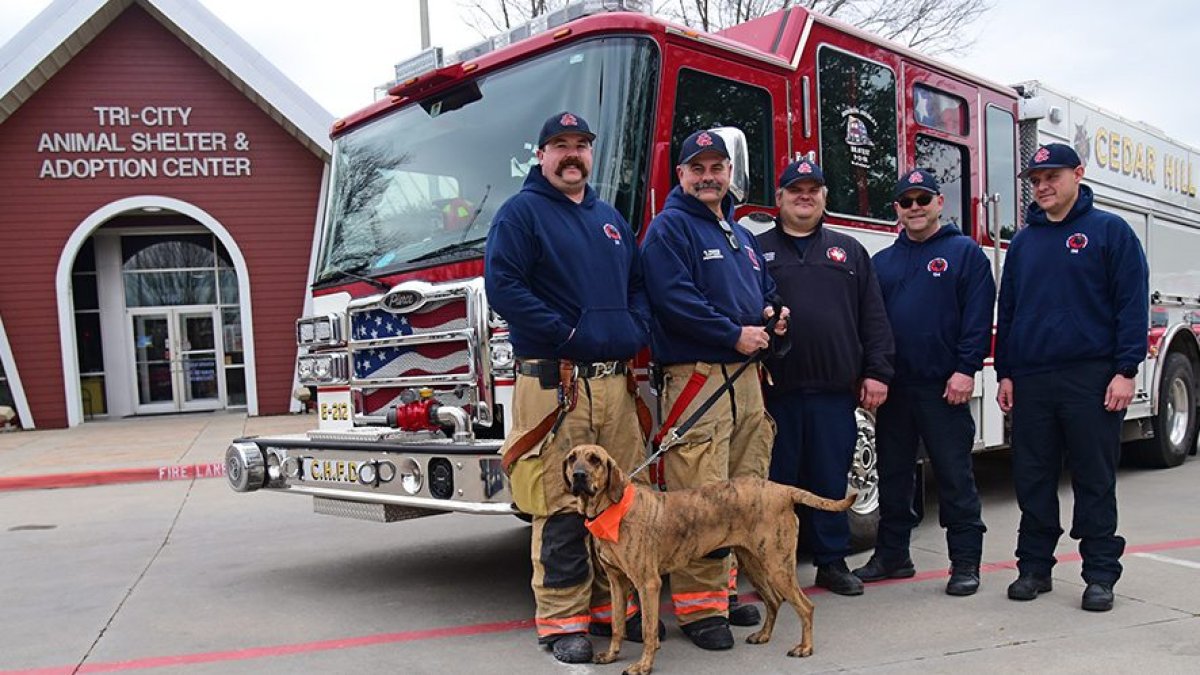 Cedar Hill Fire Department Has ASPCA Dog of the Year – NBC 5 Dallas-Fort  Worth