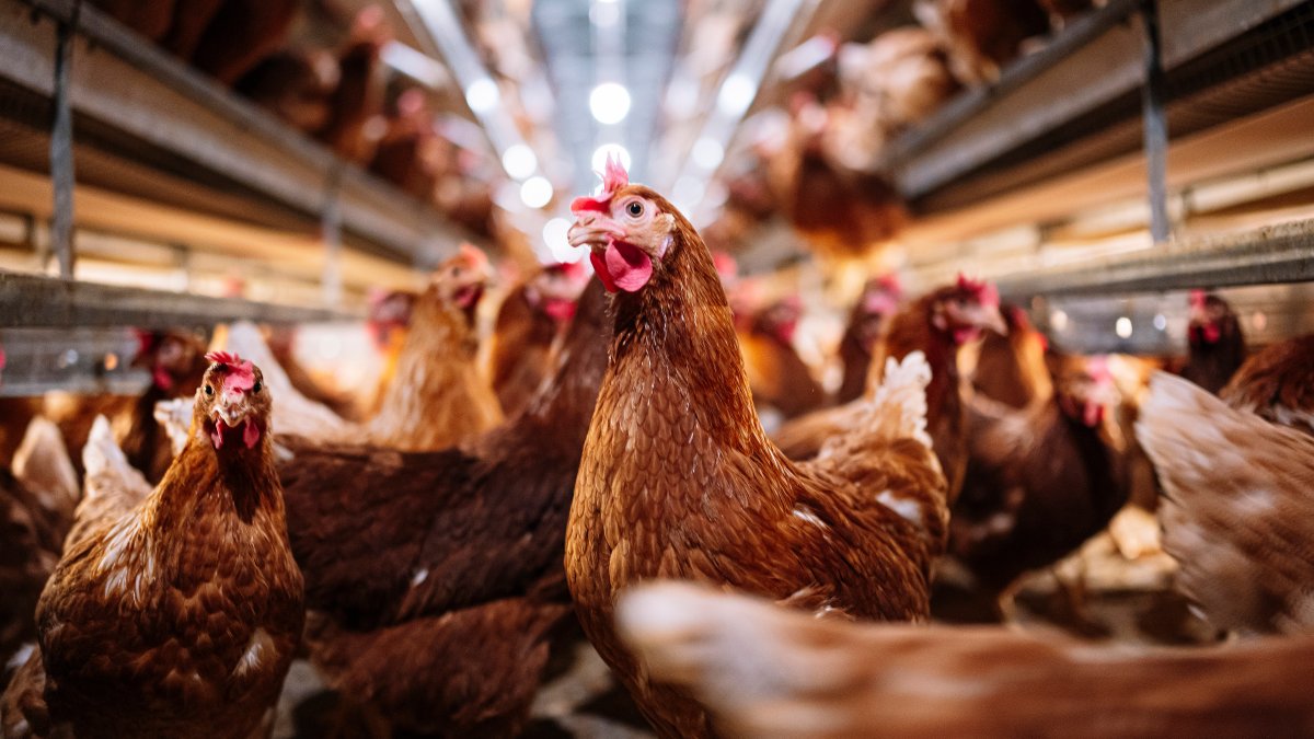 Vogelgrippe beim größten Frischei-Produzenten in den USA entdeckt, Produktion eingestellt – NBC 5 Dallas-Fort Worth