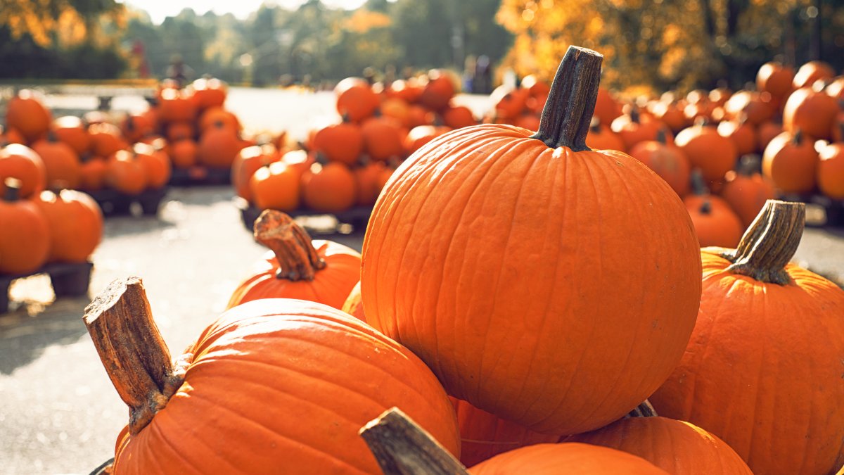 What to Do With Old Halloween Pumpkins? NBC 5 DallasFort Worth