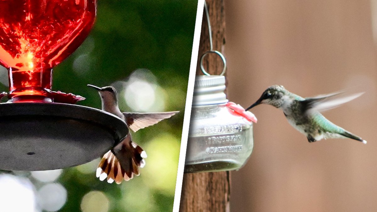 Your Hummingbird Photos: Rob and Nicole – NBC 5 Dallas-Fort Worth