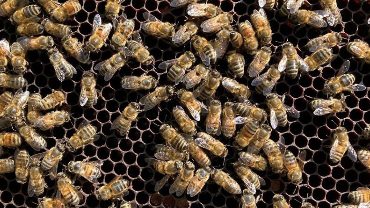 ‘Not something you ever want to see,' millions of bees escape into Texas neighborhood