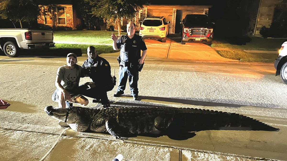 Massive Alligator Found Roaming Texas Neighborhood Streets NBC 5