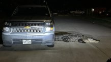 Atascocita alligator