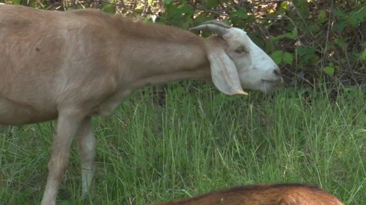 Houston Hires Goats to Do City Work NBC 5 DallasFort Worth