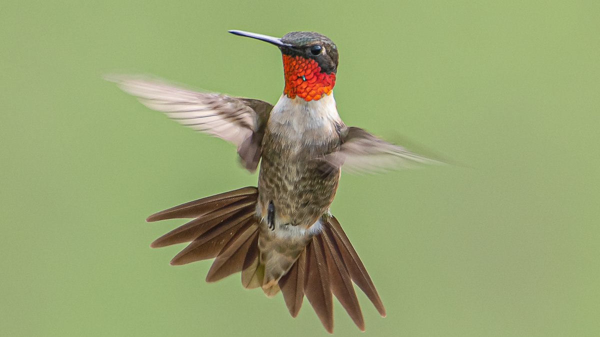 Your Hummingbird Photos – NBC 5 Dallas-Fort Worth