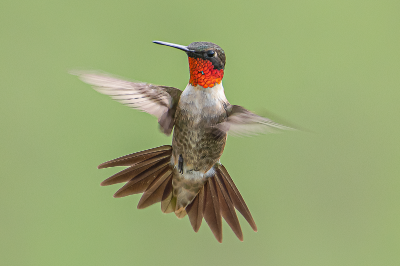 Your Hummingbird Photos