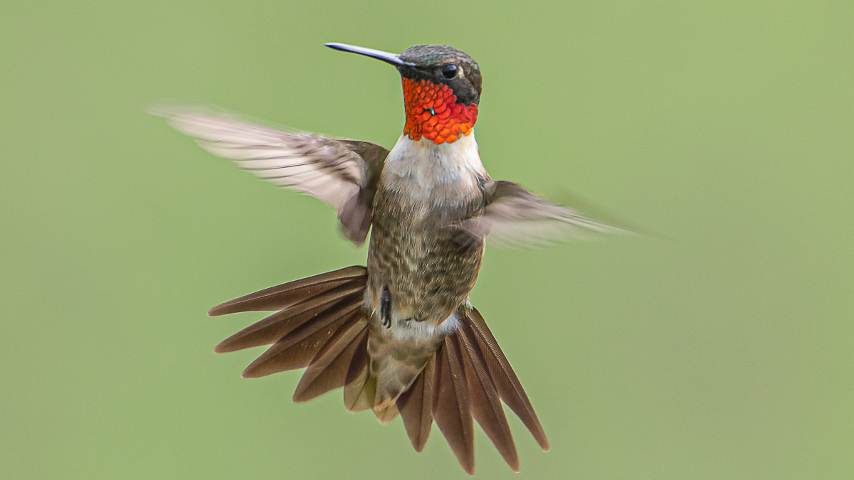 North Texans See Migrating Hummingbirds Ahead of Winter NBC 5 Dallas