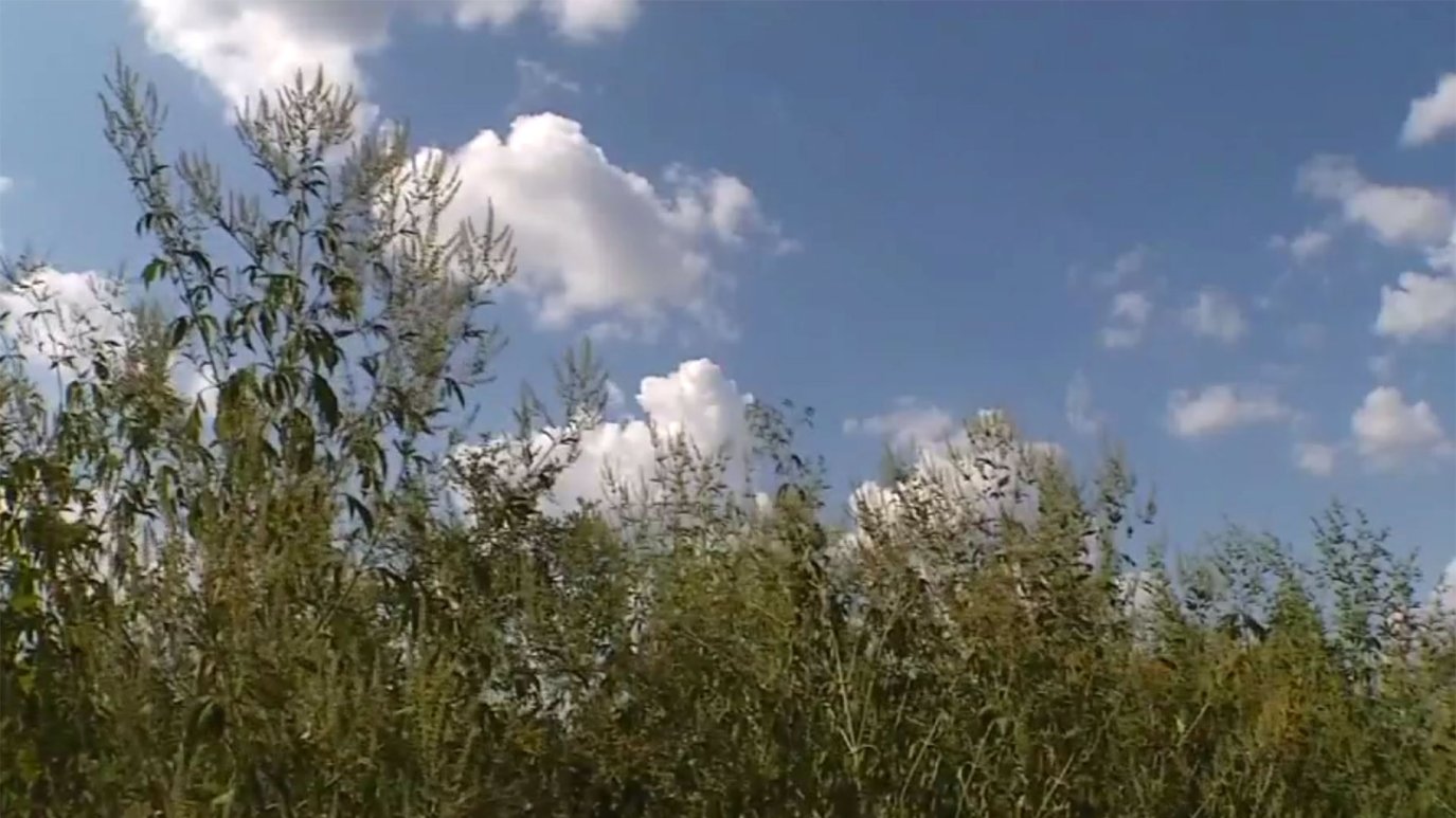 It’s Ragweed Season in Texas, But It Might Be Over Soon – NBC 5 Dallas ...