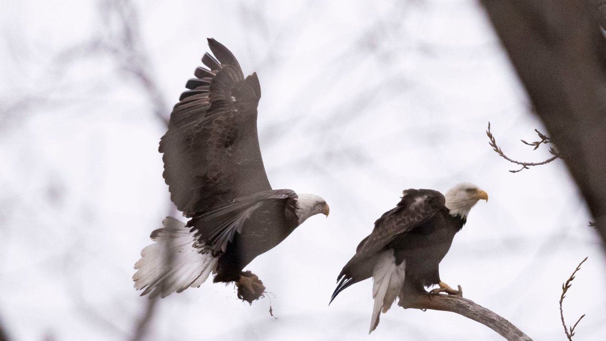 eagles tomorrow｜TikTok Search