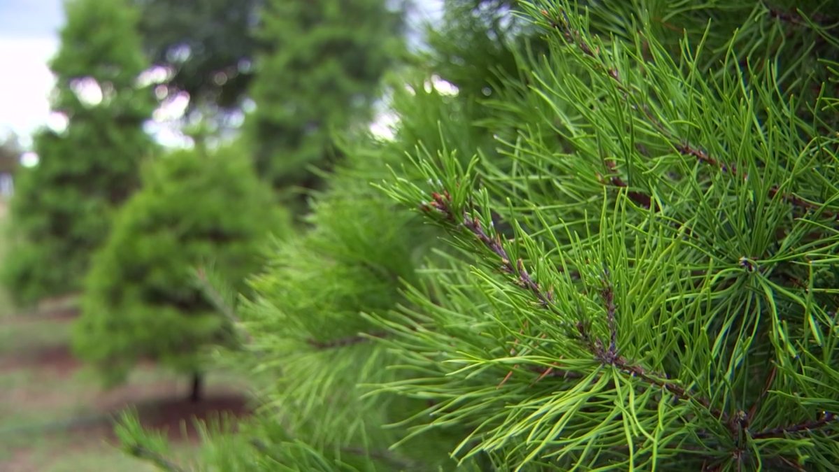 Dry Weather Impacting Live Christmas Tree Prices