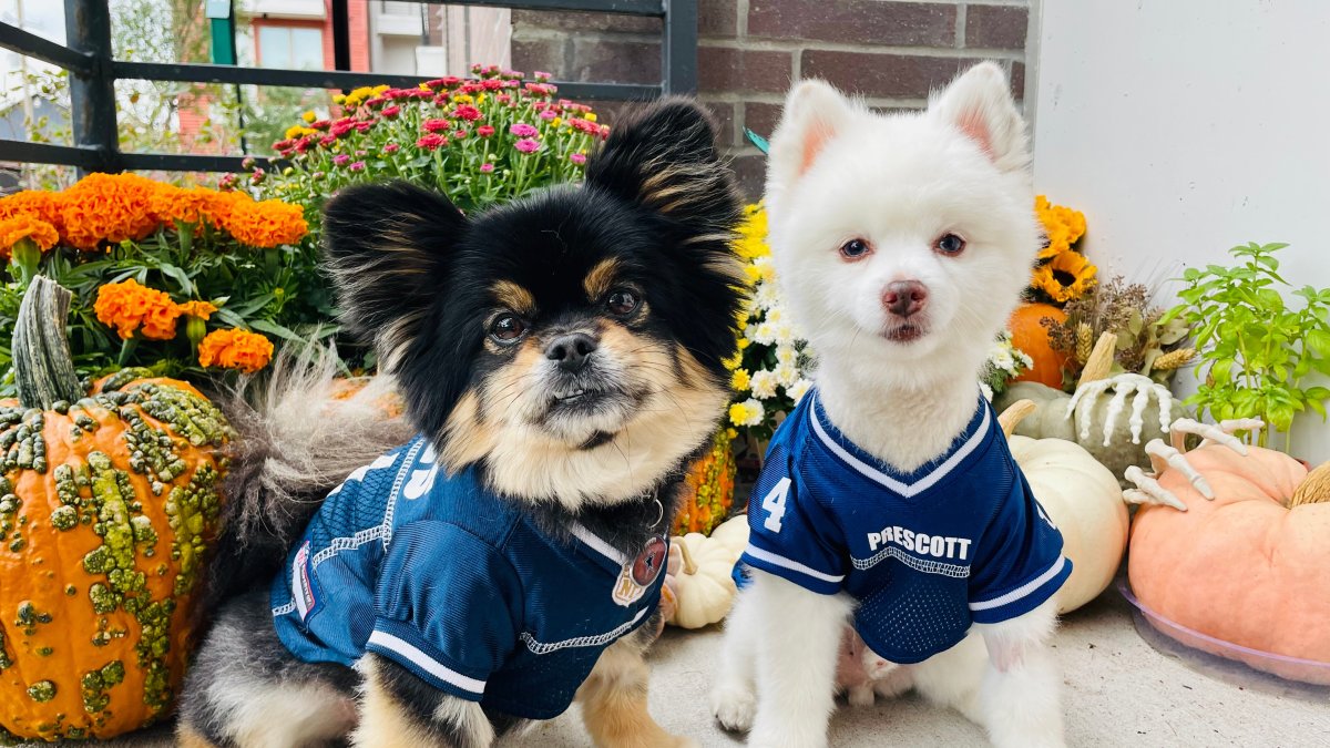 Turn game day into your runway with #DallasCowboys fashion jerseys