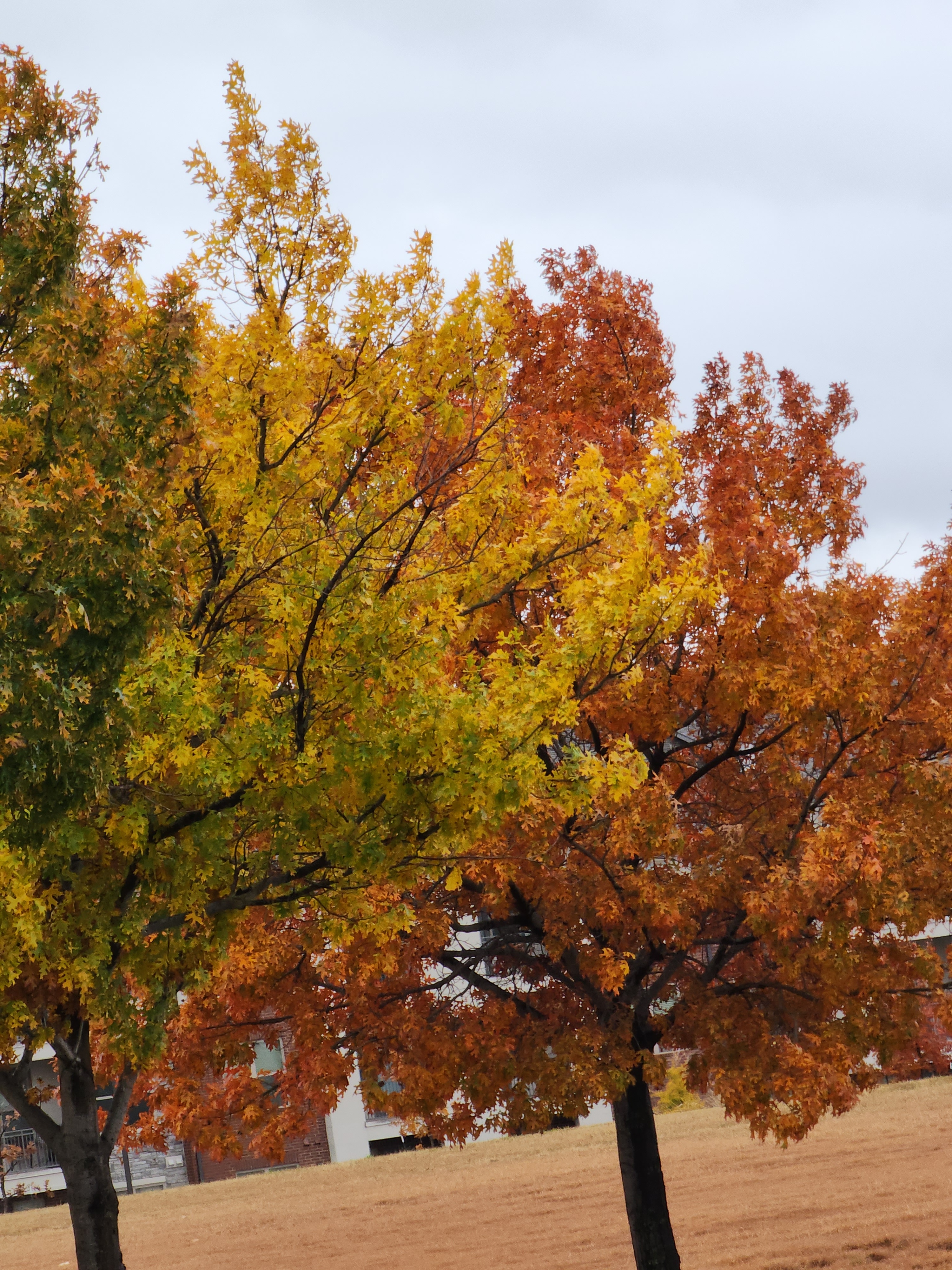 Why are North Texas Trees are More Colorful this Autumn – NBC 5