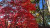 Japanese Maples Provide Fall Foliage in North Texas