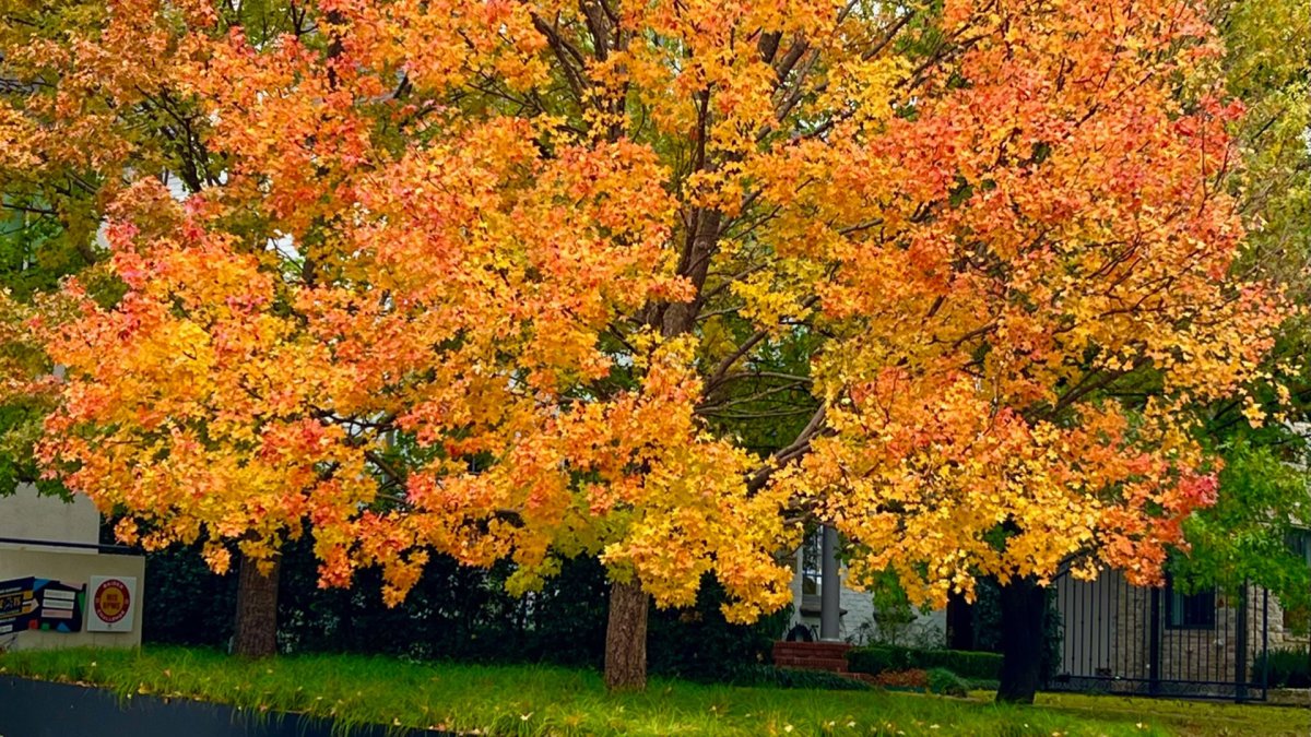 Fall Foliage on Display in Dallas – NBC 5 Dallas-Fort Worth