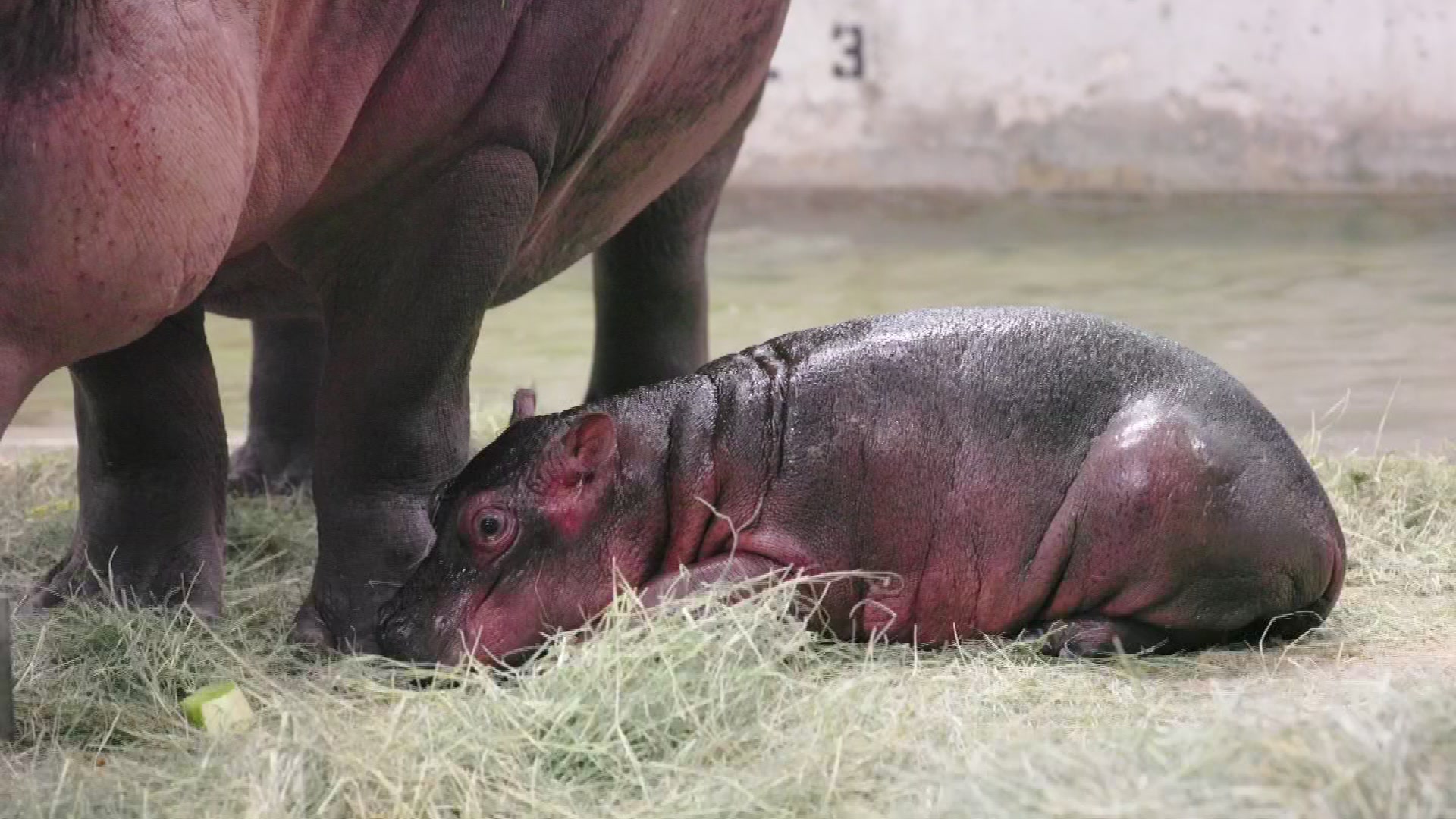 Baby Hippo Born at the Dallas Zoo – NBC 5 Dallas-Fort Worth