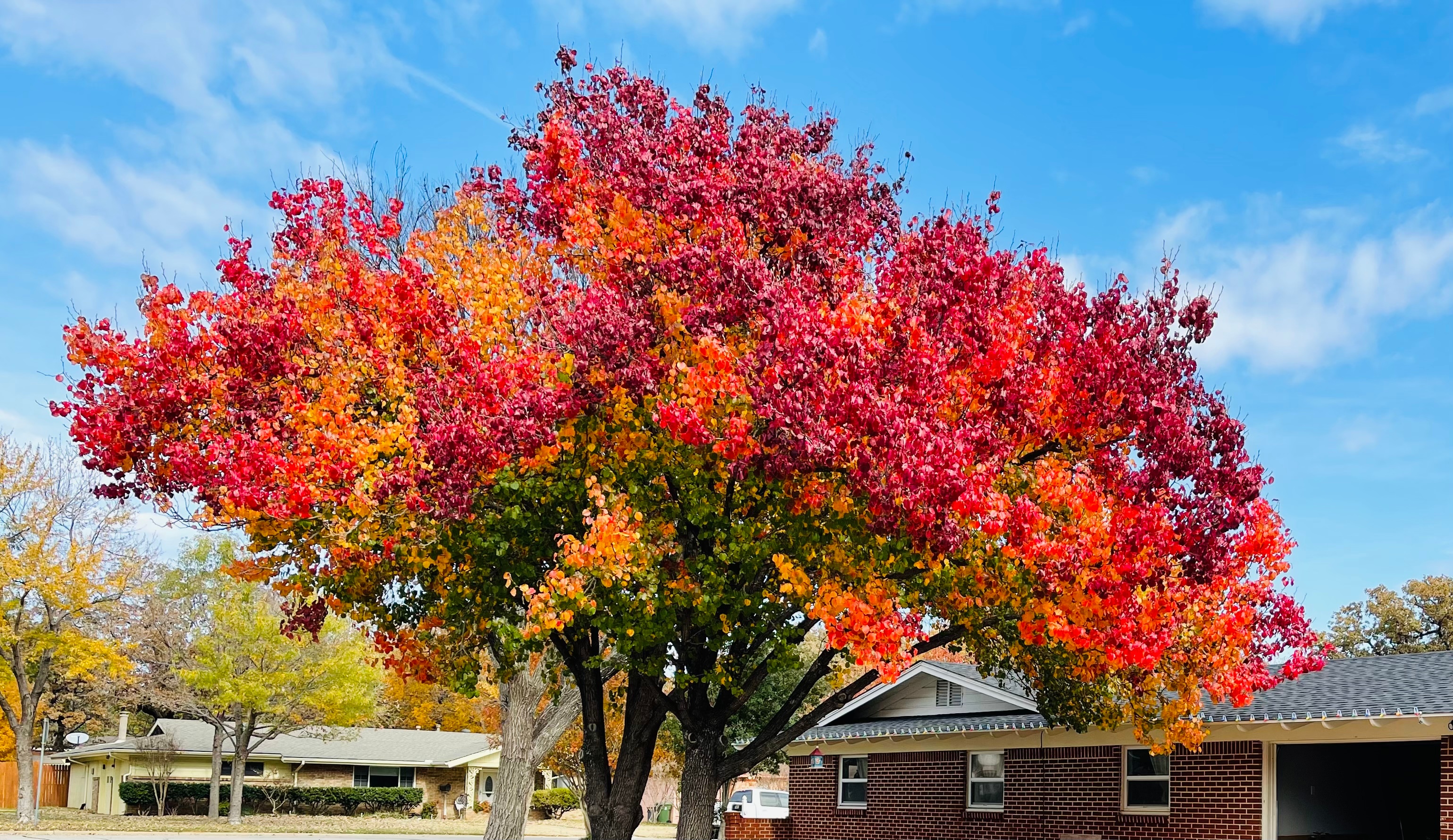 Fall Foliage in North Texas – NBC 5 Dallas-Fort Worth