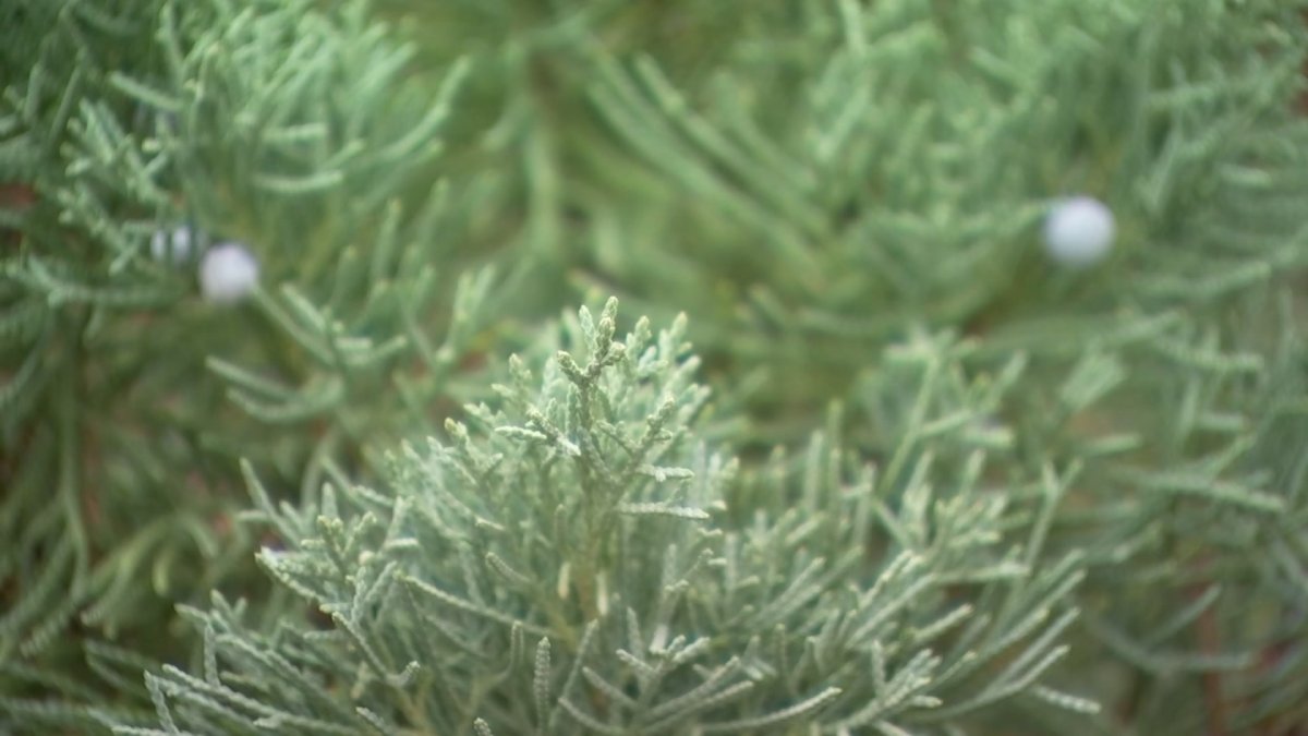 Here’s When Cedar Fever Season Comes to Texas NBC 5 DallasFort Worth