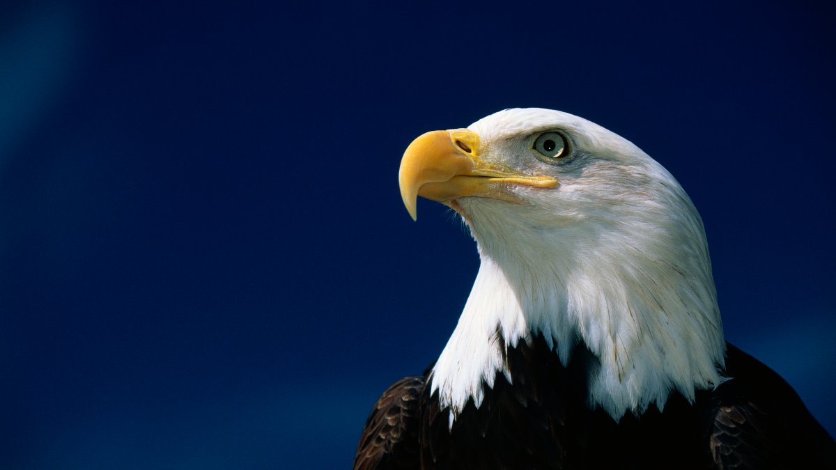 3 Bald Eagles Die in Minnesota After Eating Euthanized Animals – NBC 5 Dallas-Fort Worth - Vimarsana News
