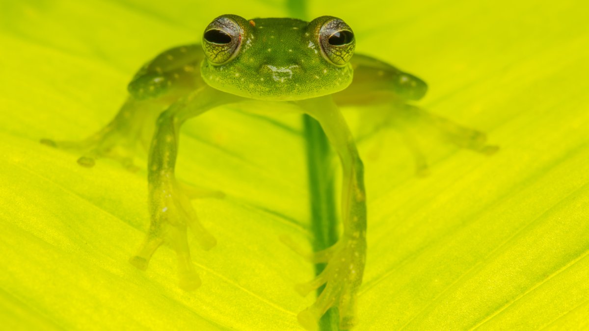 Scientists Discover What Makes Glass Frogs, and It May Be a Breakthrough for Blood-Clotting Medicine
