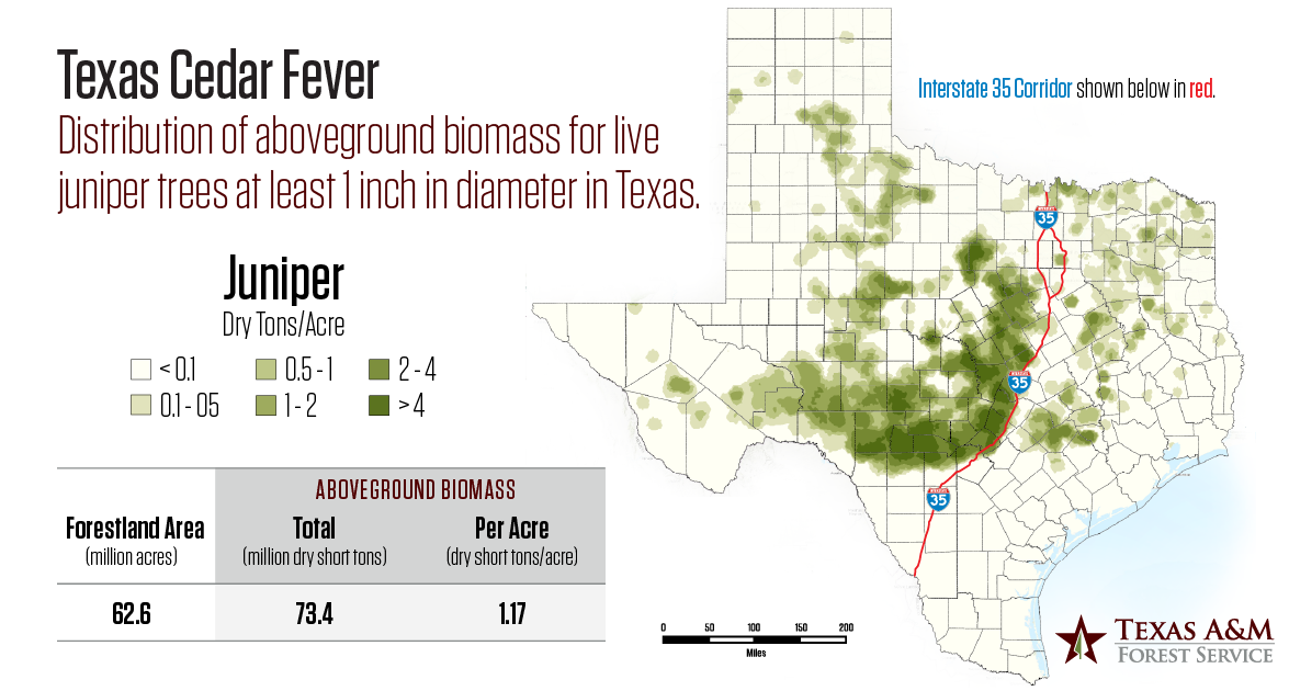 Here’s When Cedar Fever Season Comes to Texas – NBC 5 Dallas-Fort Worth