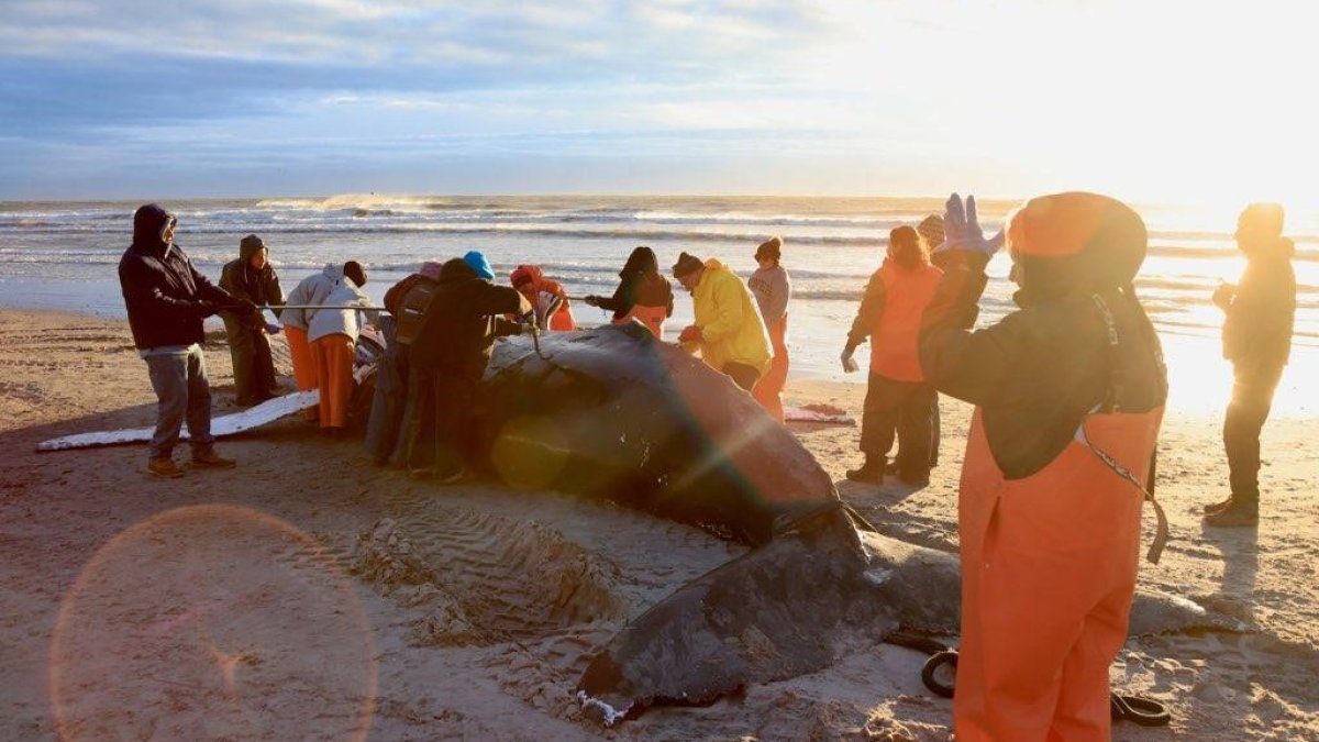 Humpback Whale That Washed Up on NJ Beach Likely Died From Vessel Strike – NBC 5 Dallas-Fort Worth - Vimarsana News
