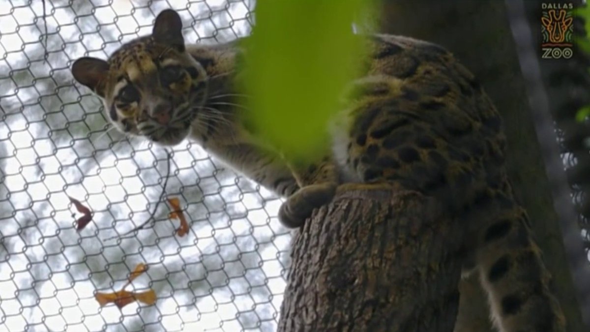 Dallas Zoo Update on Search for Missing Clouded Leopard – NBC 5 Dallas