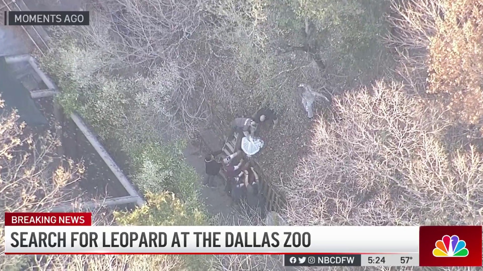 Dallas zoo closes after clouded leopard escapes its enclosure, Dallas