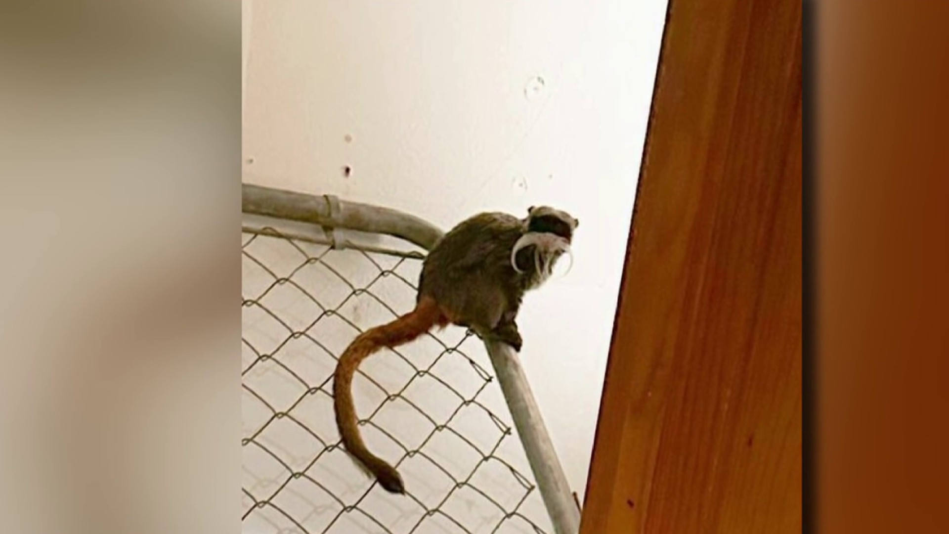 A dozen squirrel monkeys were stolen from a Louisiana zoo