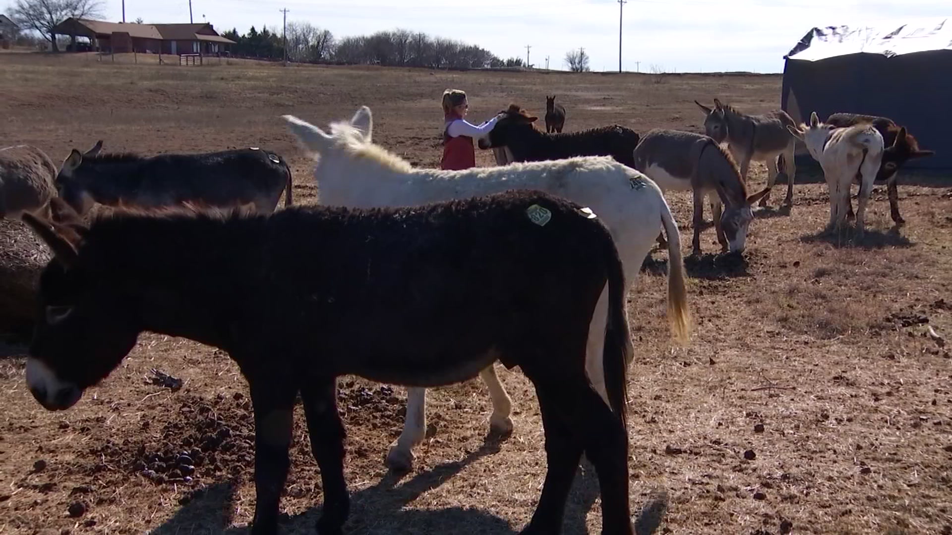 Texas Donkey Rescue Group in Need of Help – NBC 5 Dallas-Fort Worth Texas Donkey Rescue Group in Need of Help – NBC 5 Dallas-Fort Worth