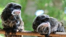File photo of two emperor tamarin monkeys at the Dallas Zoo.