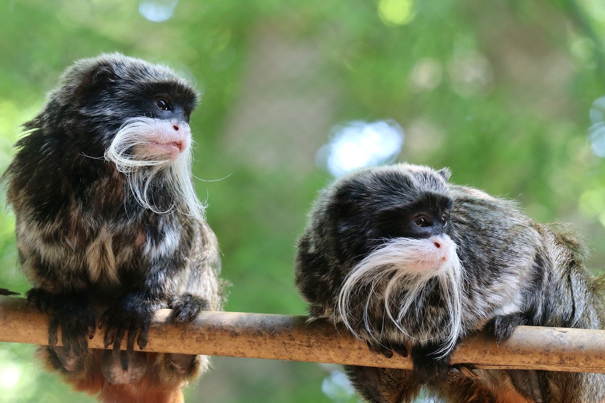 File photo of two emperor tamarin monkeys at the Dallas Zoo.