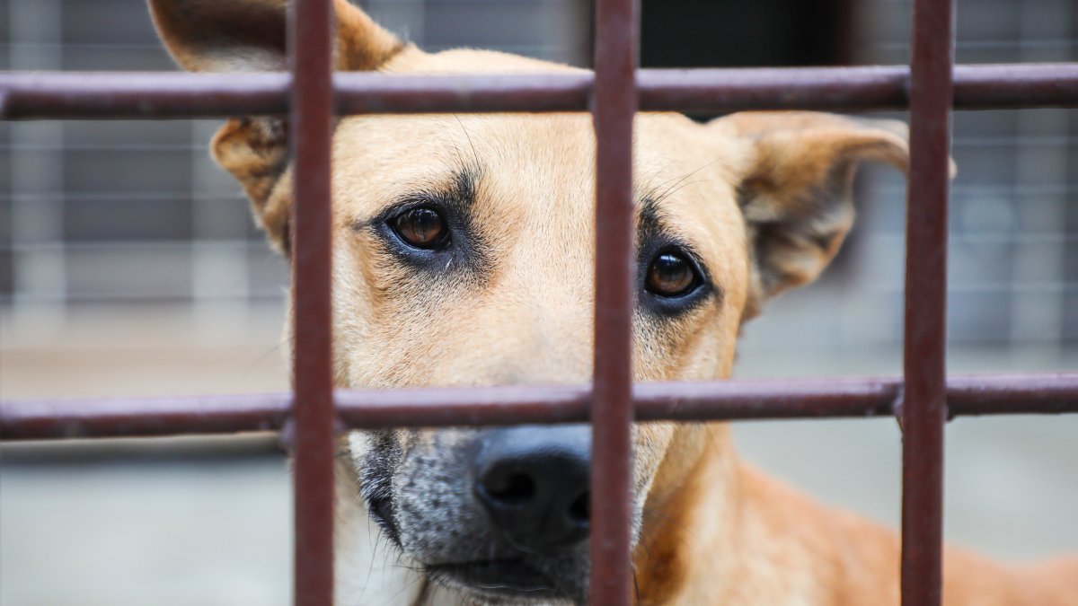 Texas Pet Adoption Shelter Holding Valentine’s Day Special – NBC 5 ...