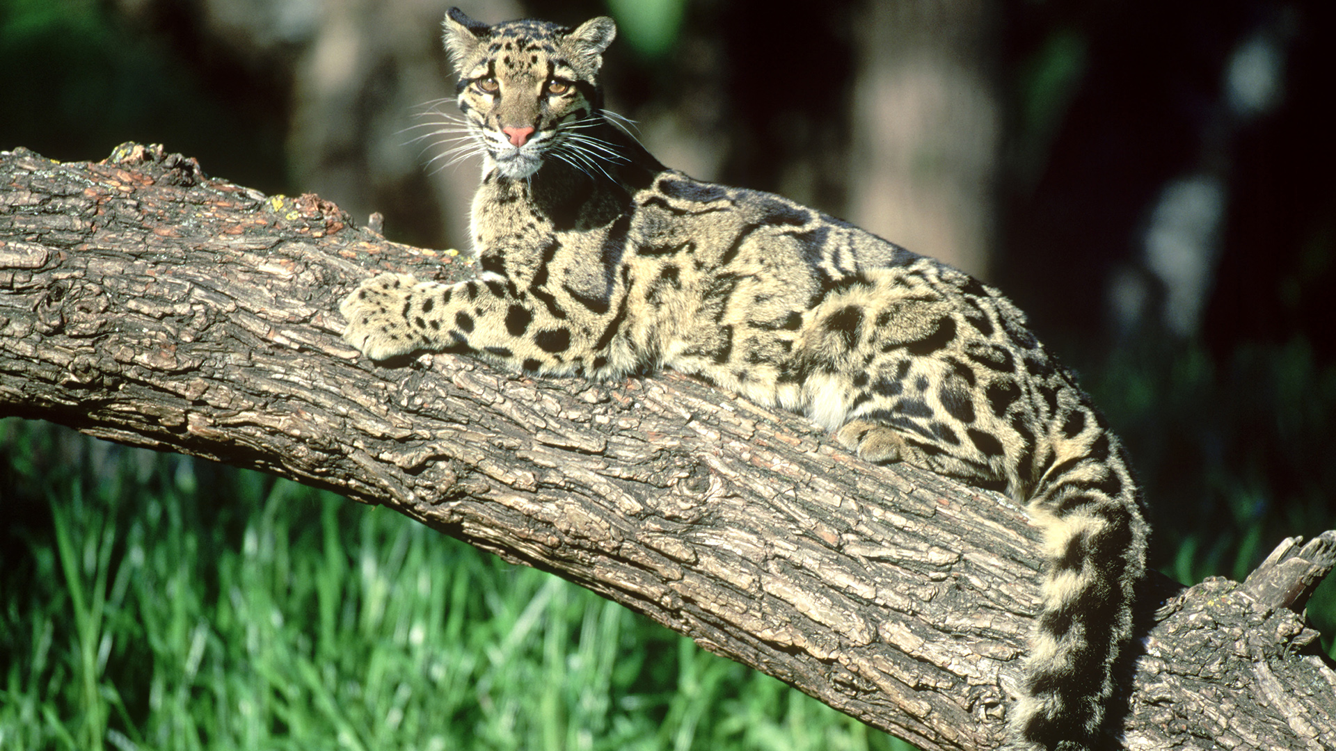 leopard big cat house