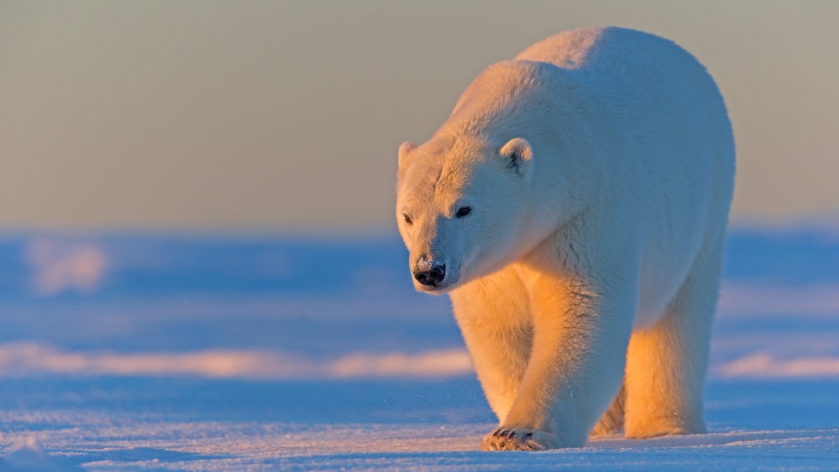 Polar Bear Emerged Unseen in Deadly Alaska Attack – NBC 5 Dallas-Fort Worth - Vimarsana News