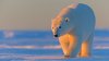 Polar Bear Camouflaged in Snowstorm Before It Mauled Alaska Woman, Son