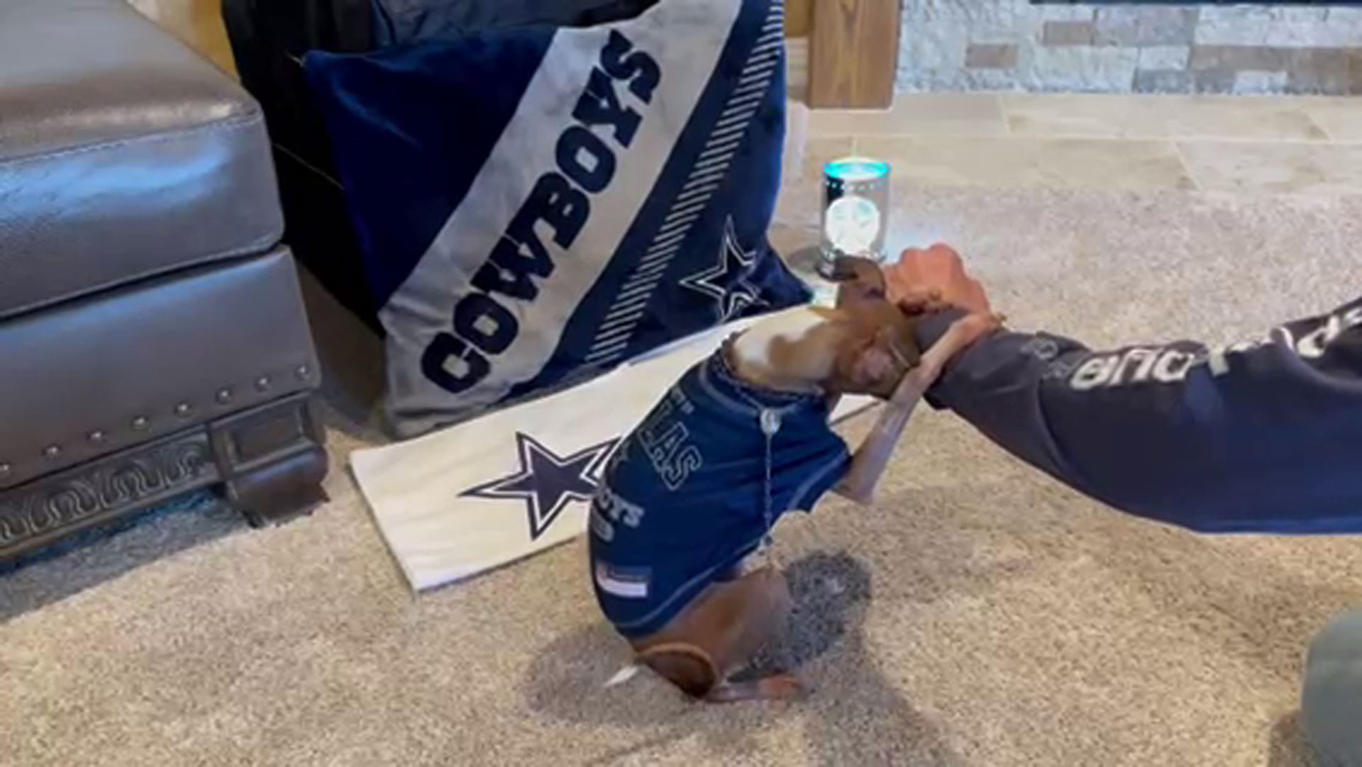 Pets First Dallas Cowboys America's Team Pet Jersey - Small for sale online