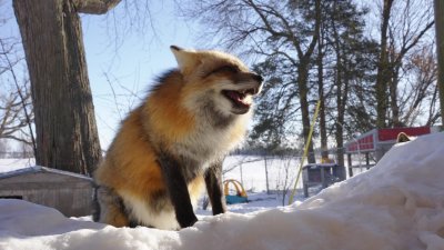 Saving Foxes and Giving Them a Forever Home