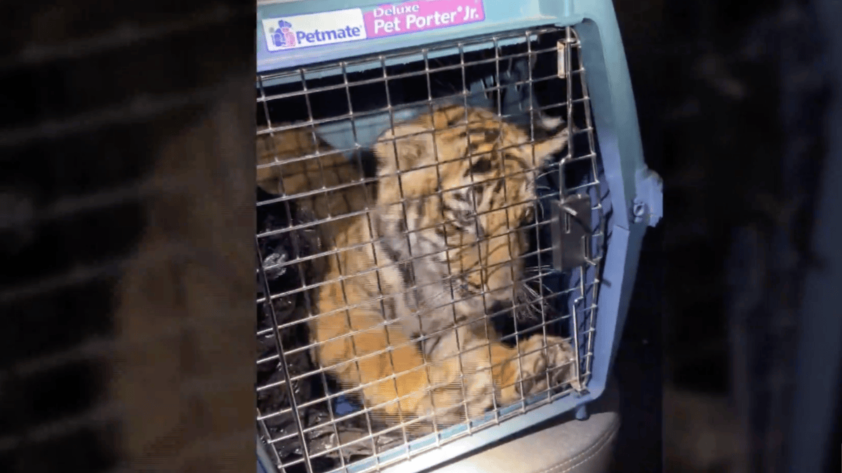 Police Find Bengal Tiger Inside Trailer Home in New Mexico – NBC 5 Dallas-Fort Worth - Vimarsana News