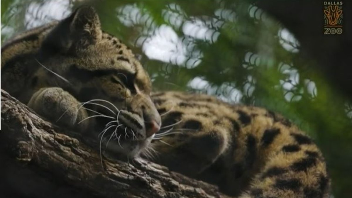 Dallas Zoo’s Clouded Leopard Nova Returned to Her Habitat Saturday