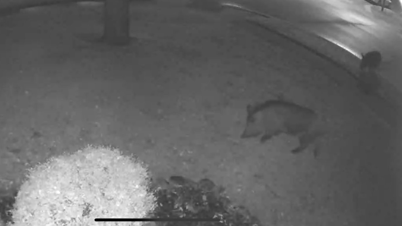 Wild Hogs Causing Problems in North Texas – NBC 5 Dallas-Fort Worth