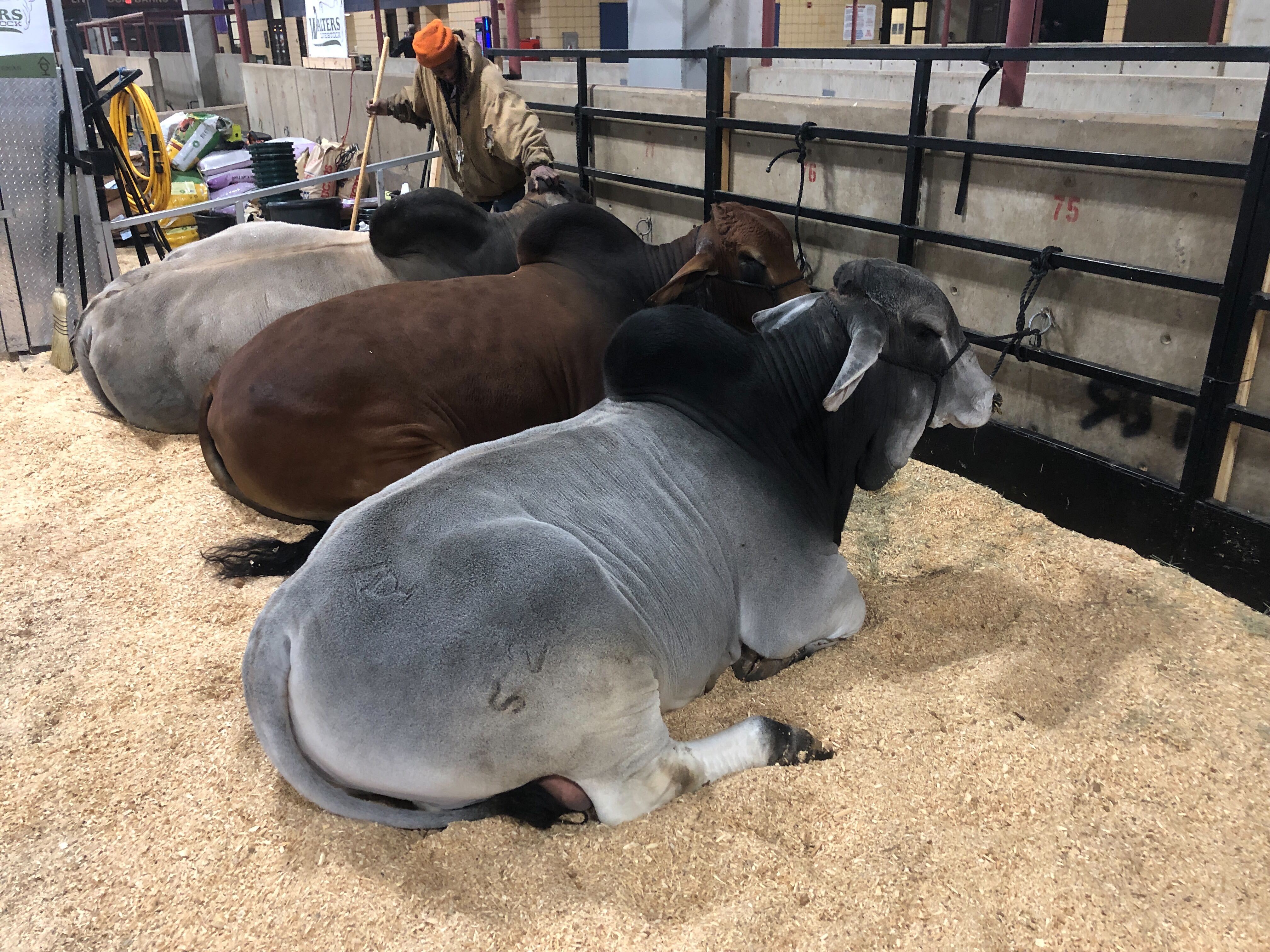 Texas Families Come Together for Fort Worth Stock Show NBC 5 Dallas