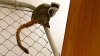 ‘We Need to Make Significant Changes,' Dallas Zoo Says After Monkeys Stolen